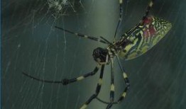 蜘蛛房子爆料视频,探秘神秘建筑背后的科技与智慧